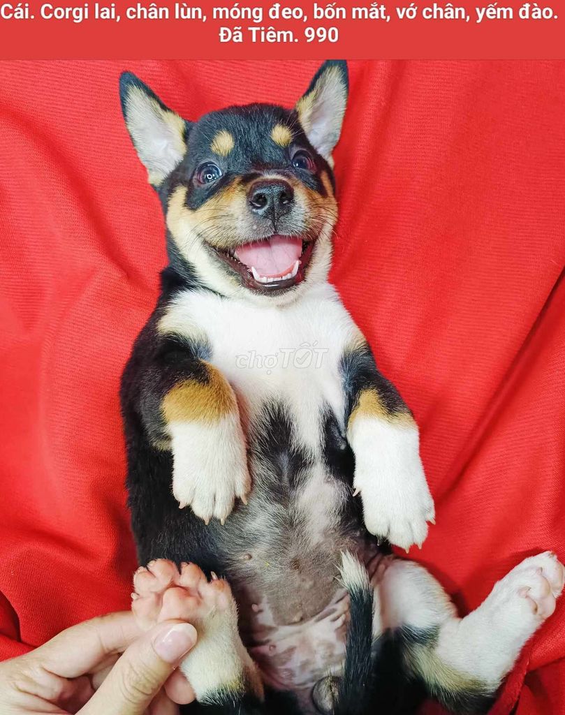 Corgi lai, chihuahua lai. Mua bán Chó tại Quận 12 Tp Hồ Chí Minh được đăng bởi Thanh hình 3