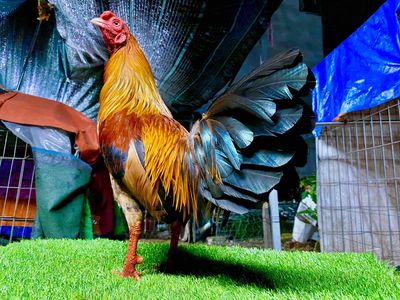 Vàng siu mỹ 1k220 zin tay tốt. Mua bán Gà tại Quận 8 Tp Hồ Chí Minh được đăng bởi  Hiền Gà lai