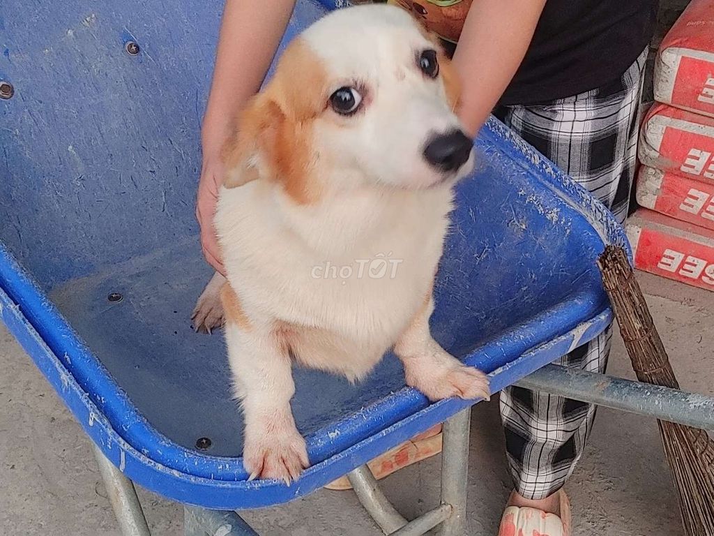 Chó Corgi Cái.Chuẩn