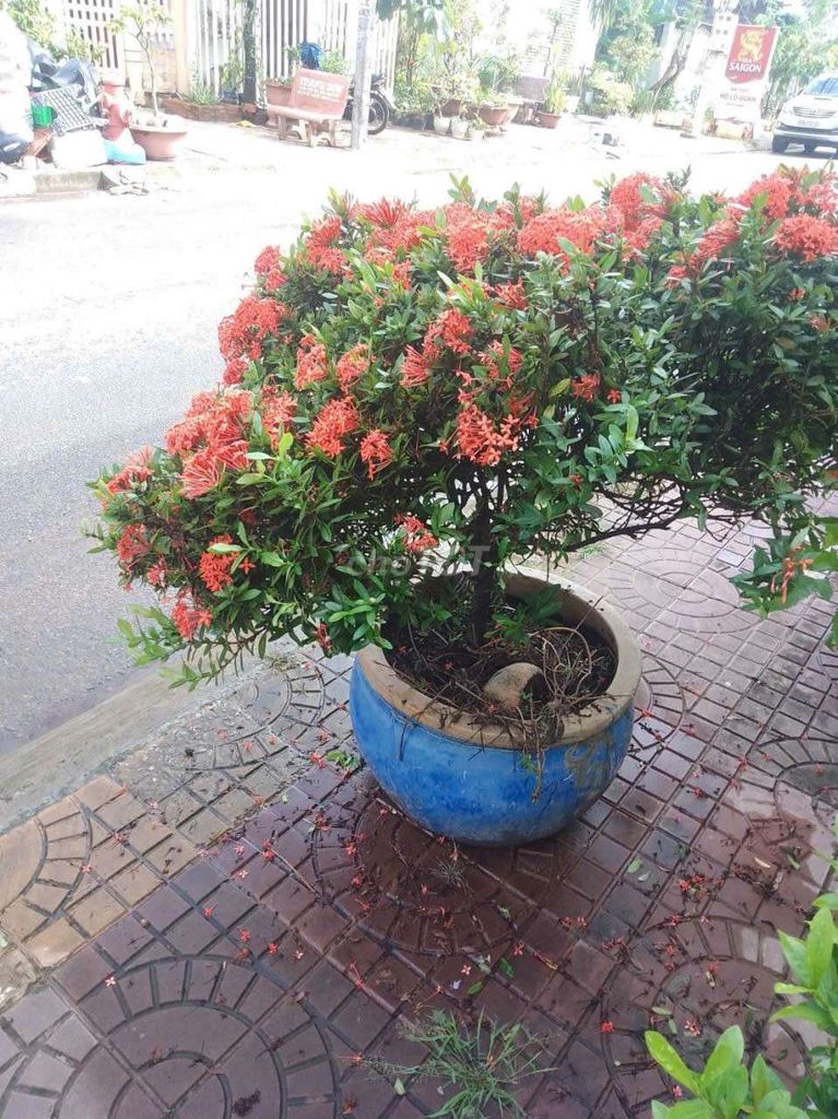 Cây cảnh trang trí nhà cửa màu Đỏ. Mua bán Cây cảnh, đồ trang trí tại Thành phố Cà Mau Cà Mau được đăng bởi Chị Ý hình 1