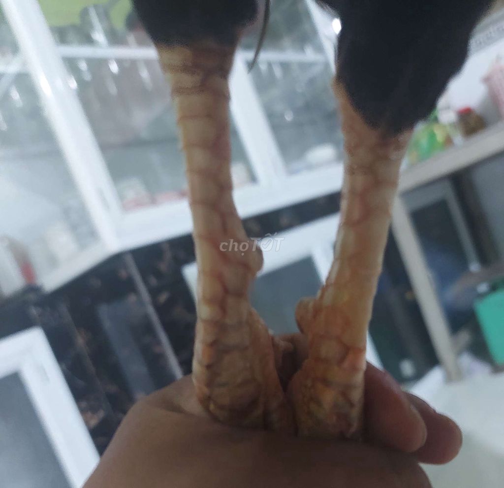 Tre nọc mỹ 1kg4 tay mot cục. Ko tat lỗi 😘