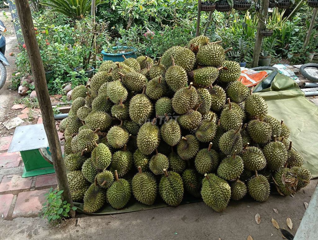 Sầu riêng ri 6 tươi ngon mới hái xuống . Mua bán Đồ ăn, thực phẩm và các loại khác tại Huyện Cai Lậy Tiền Giang được đăng bởi Trân hình 1