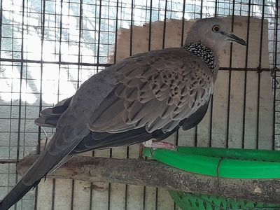 CHÚ CU VIỆT 300k THẬT ĐẸP ... Mua bán Chim tại Huyện Bình Chánh Tp Hồ Chí Minh được đăng bởi Hai
