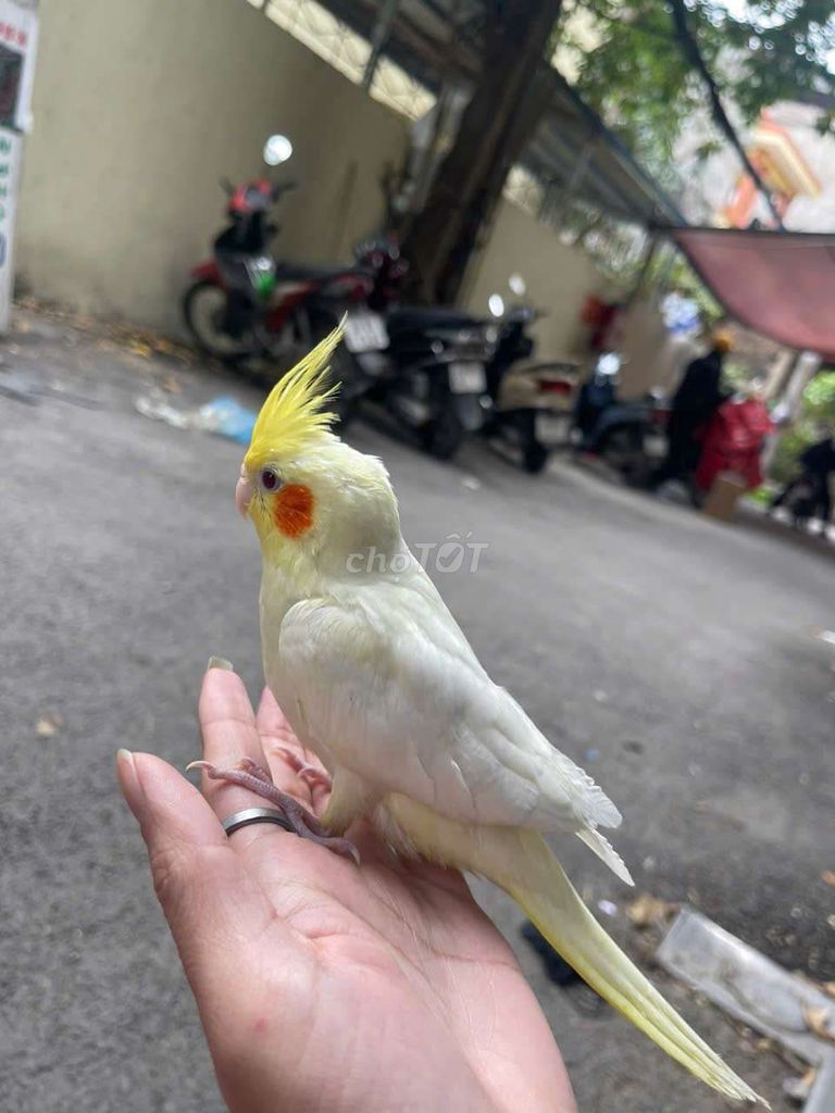 Cock Pikachu ngoan hiền