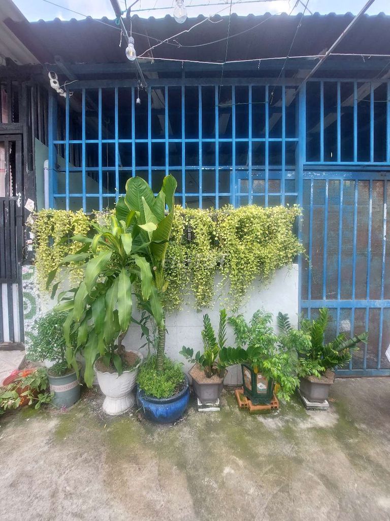 Cây cảnh Trầu bà, Kim Tiền, Lộc Vừng, Ngọc ngân. Mua bán Cây cảnh, đồ trang trí tại Quận 12 Tp Hồ Chí Minh được đăng bởi Bảo Landshark hình 1