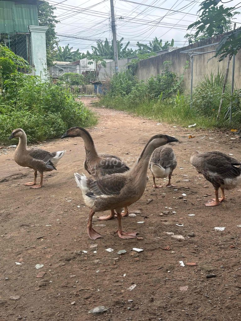Ngỗng tơ 8 con. Mua bán Thú cưng khác tại Huyện Củ Chi Tp Hồ Chí Minh được đăng bởi Nguyễn Xuân Sang hình 1