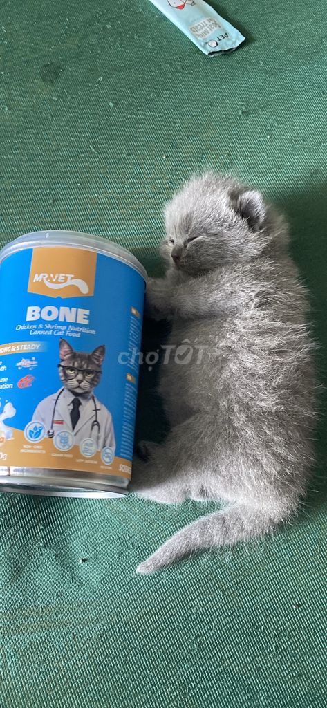 mèo Anh thuần chủng. Mua bán Mèo tại Quận 11 Tp Hồ Chí Minh được đăng bởi Nhy Nam hình 1