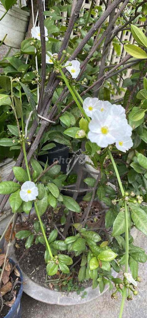 cây lan nước ( trồng trong hồ cá). Mua bán Cây cảnh, đồ trang trí tại Quận Bình Thạnh Tp Hồ Chí Minh được đăng bởi Thu Hà hình 1