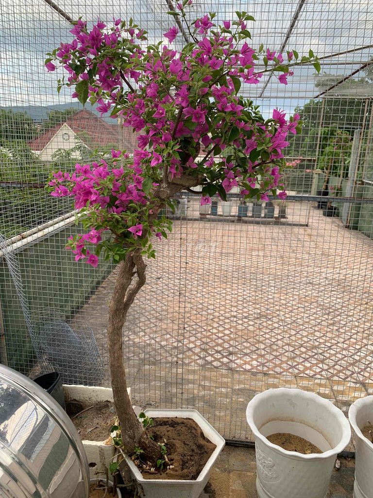 cây hoa giấy ngoài trời. Mua bán Cây cảnh, đồ trang trí tại Quận Sơn Trà Đà Nẵng được đăng bởi Dũng Lê hình 1