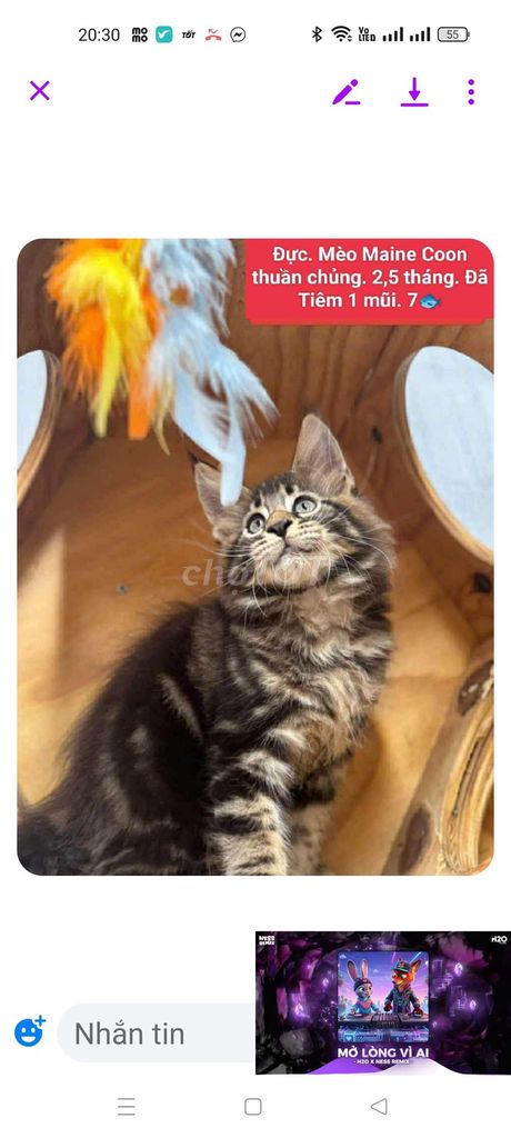 4 bé Mèo Maine Coon đực cái có đủ.2.5 tháng. Mua bán Mèo tại Huyện Hóc Môn Tp Hồ Chí Minh được đăng bởi fb NH Táo bán điện thoại và chó mèo có ship hình 1