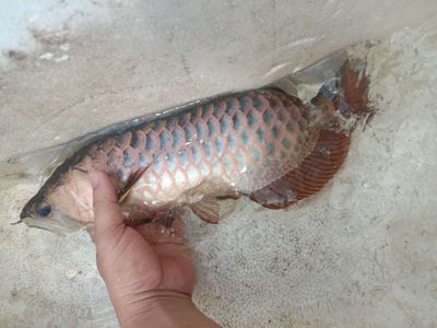 Bối tím. Mua bán Thú cưng khác tại Thành phố Thủ Dầu Một Bình Dương được đăng bởi bán gì được bán 