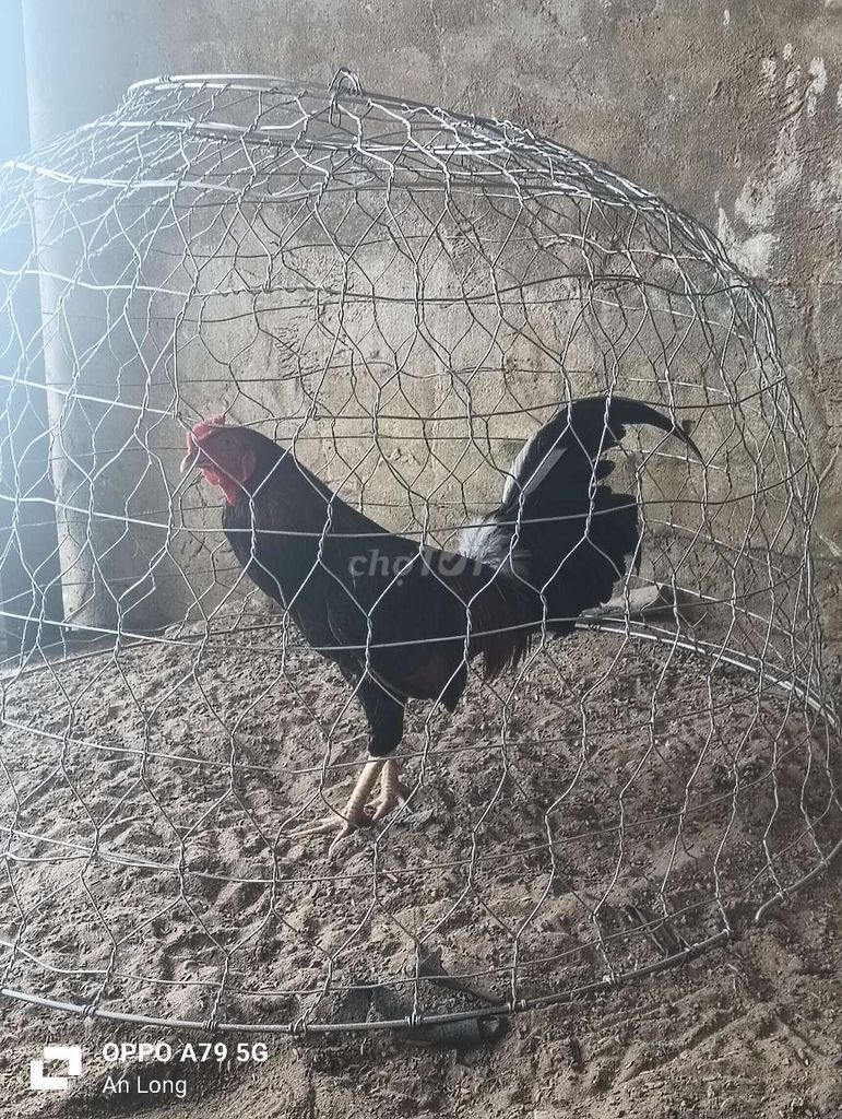 Gà Đen 1.6kg. Mua bán Gà tại Huyện Thanh Bình Đồng Tháp được đăng bởi T gà cỏ hình 1