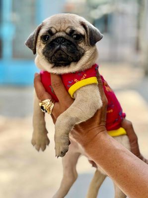 Pug Cái siêu đẹp
