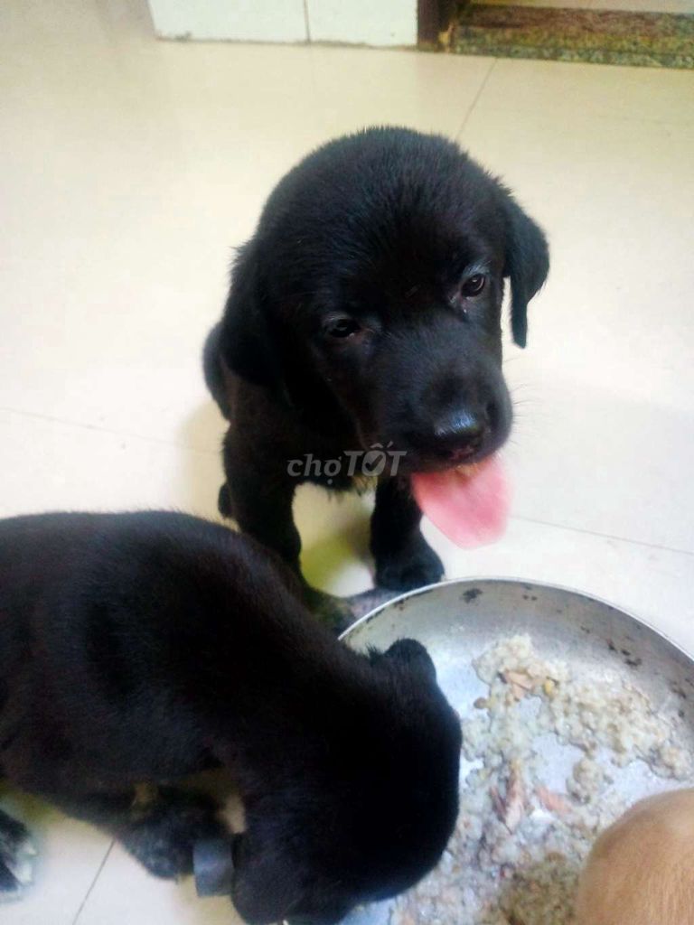 Chó Labrador 2 tháng Đen, vàng đã tiêm phòng. Mua bán Chó tại Quận Thanh Khê Đà Nẵng được đăng bởi labrador thuần chủng  hình 1