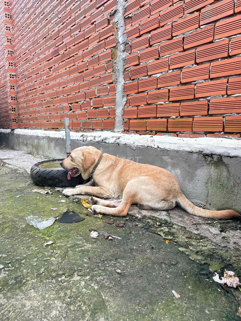 Tìm chủ mới. Mua bán Chó tại Huyện Bàu Bàng Bình Dương được đăng bởi Lương Hoàng hình 2