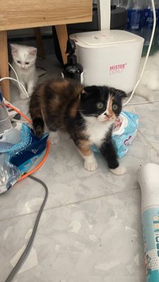 Mèo Con Xinh Xắn Cần Tìm Nhà Mới, Giá 1.2 Triệu. Mua bán Mèo tại Quận Gò Vấp Tp Hồ Chí Minh được đăng bởi Nguyễn Đình Đường