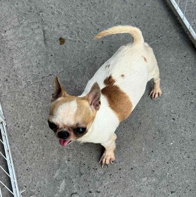 Chó Chihuahua Màu HOT