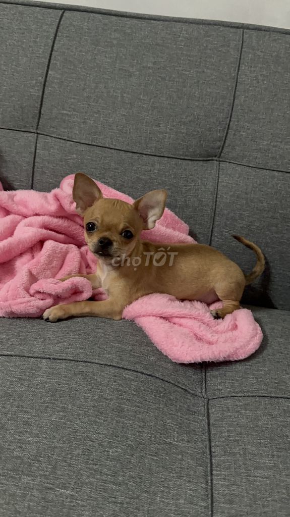 Chihuahua đực