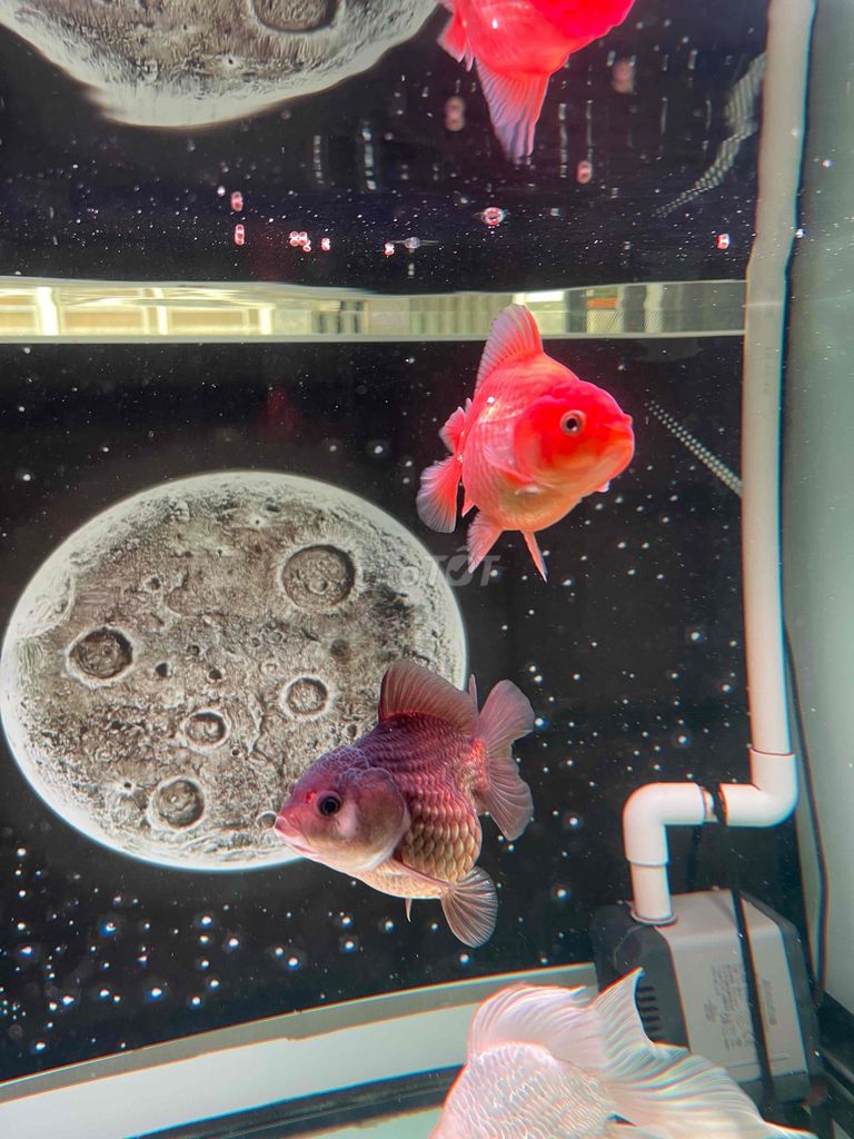 Cá vàng Đỏ Hồng Thủ Đức. Mua bán Thú cưng khác tại Thành phố Thủ Đức Tp Hồ Chí Minh được đăng bởi văn bằng hình 1