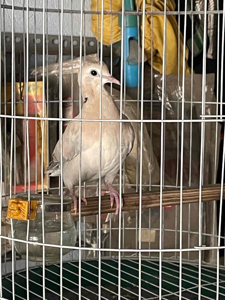 Chim cu pháp Trắng ngà. Mua bán Chim tại Huyện Hóc Môn Tp Hồ Chí Minh được đăng bởi chí Tính hình 1