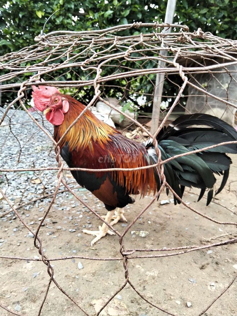 Gà trống 1.5kg 8 tháng Đỏ, đen, vàng. Mua bán Gà tại Huyện Trà Cú Trà Vinh được đăng bởi Tài Trà Cú hình 1