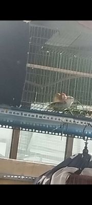 Cặp Lovebirds ko viền ss. Mua bán Chim tại Quận Bình Thạnh Tp Hồ Chí Minh được đăng bởi Theo Đuổi Đam Mê
