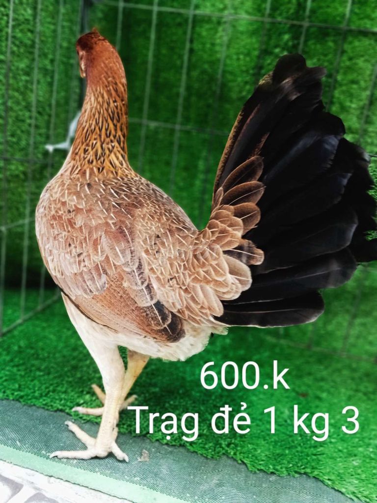 Chuẩn víp cuban má tre 1 kg 3