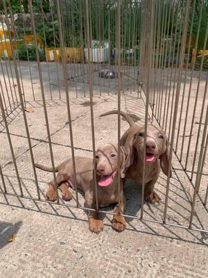 Chó Lạp xưởng đực 3 tháng màu isabella