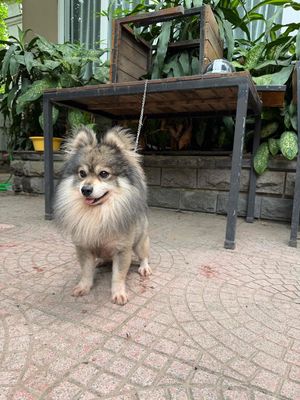 Chó Phốc Sóc đực hơn 1 tuổi