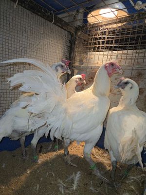 Bán bộ peru white night nhập (1 trống, 5 mái)