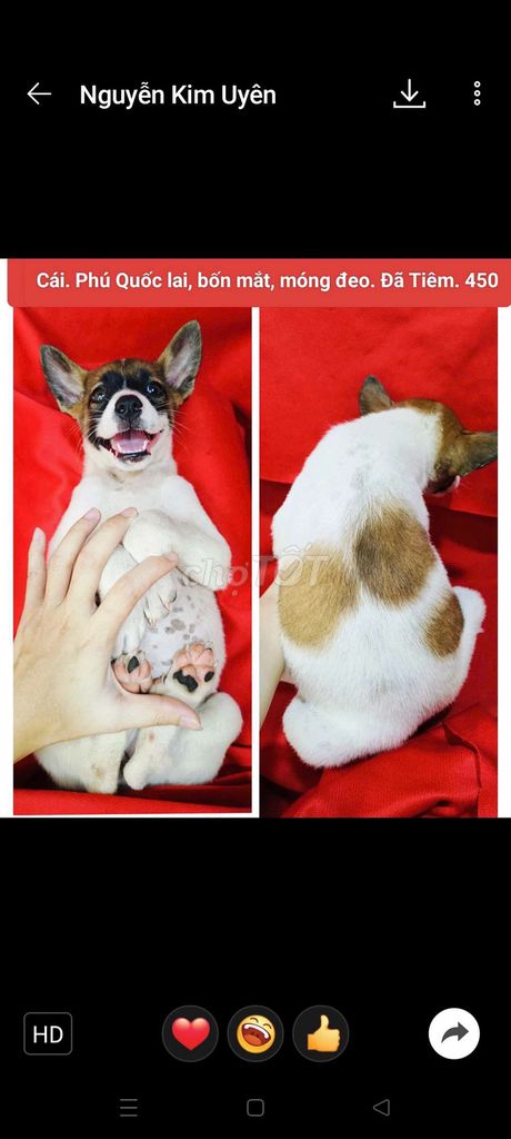 Corgi chihuahua phú quốc lai đã tiêm vài trăm.. Mua bán Chó tại Huyện Hóc Môn Tp Hồ Chí Minh được đăng bởi fb NH Táo bán điện thoại và chó mèo có ship hình 1