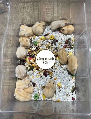 Chuột hamster winter white - màu vàng chanh