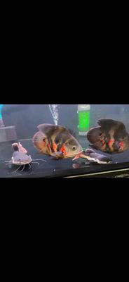 Cá Tai Tượng Châu Phi 6-7 ngón