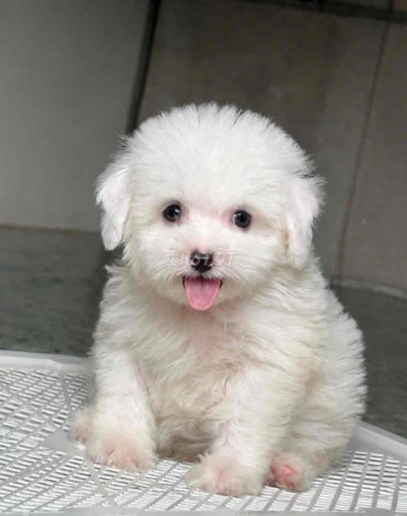 Chó Poodle Trắng Lông xoăn đã tiêm phòng. Mua bán Chó tại Huyện Bình Chánh Tp Hồ Chí Minh được đăng bởi pom pet sài gòn hình 1