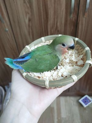 Chim cảnh Lanh lợi, hót hay