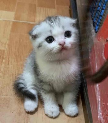 Mèo anh lông ngắn cái tai cụp