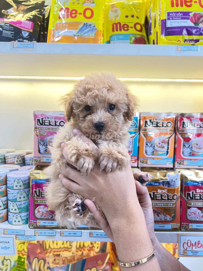 POODLE NÂU NHẠT  - POODLE  XÁM TÌM SEN IU IU 🥰. Mua bán Chó tại Quận Gò Vấp Tp Hồ Chí Minh được đăng bởi MiChi Poodle Home  hình 3