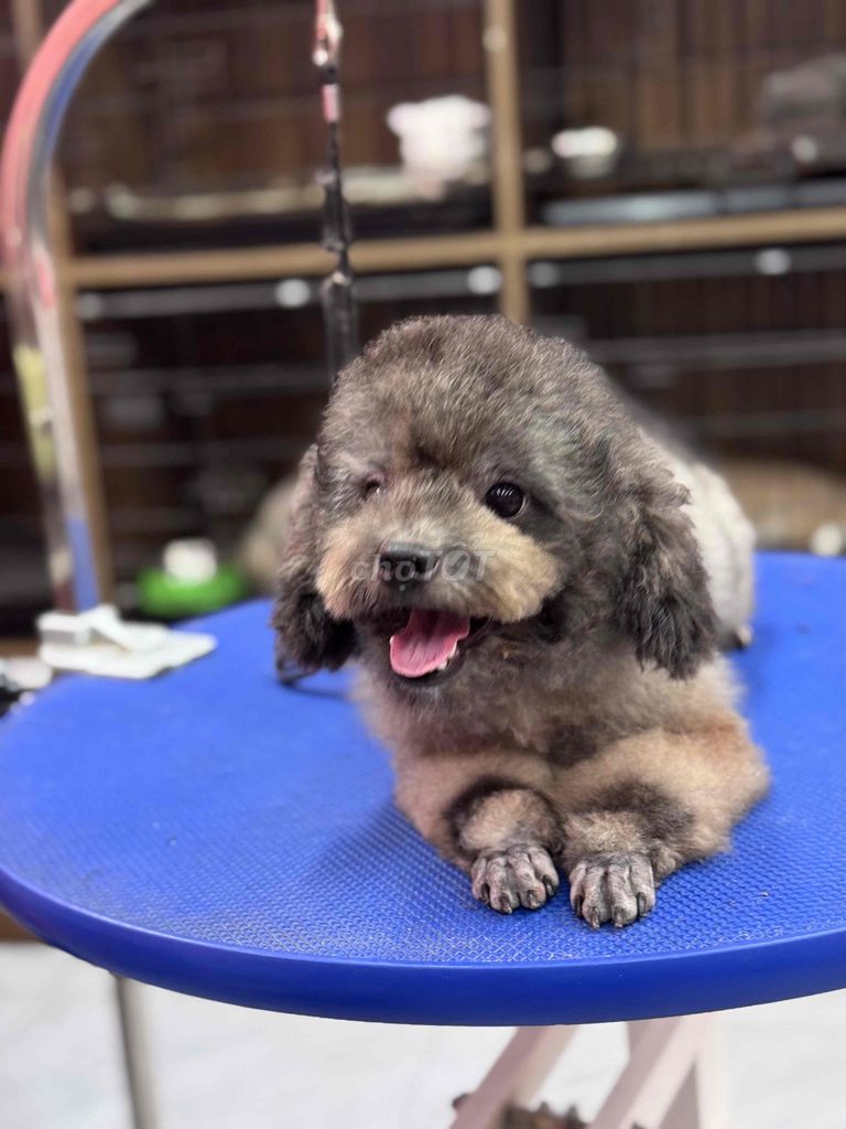 POODLE CÁI XÁM MÀU HIẾM GIÁ SIÊU RẺ