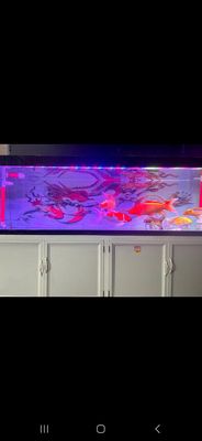Thanh lý full combo hồ cá. Mua bán Thú cưng khác tại Quận Sơn Trà Đà Nẵng được đăng bởi Phước sỹ Mai