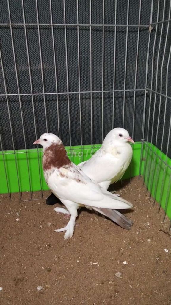 Chim bồ câu Trắng Nâu cặp chim tơ. Mua bán Chim tại Huyện Tam Bình Vĩnh Long được đăng bởi Tran Van Dep hình 1