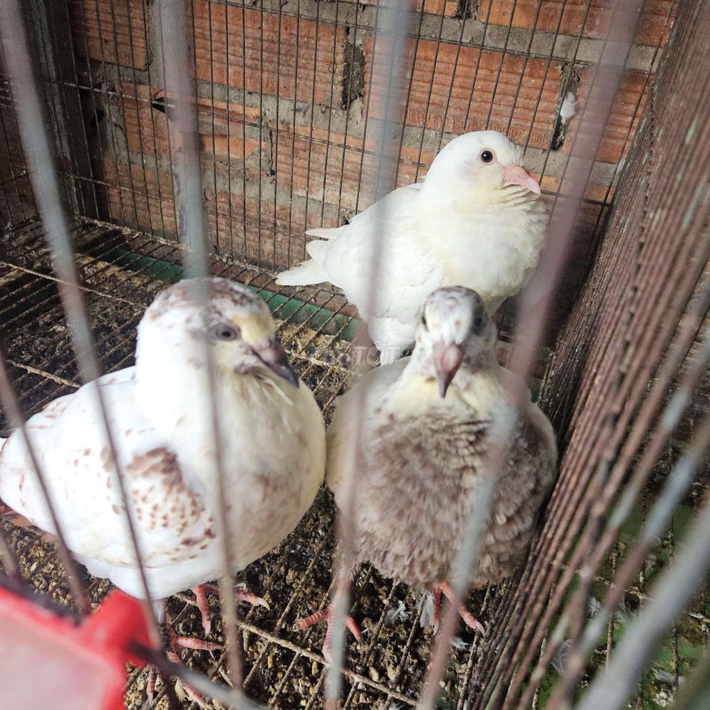 Chim bồ câu 1 tháng tuổi Trắng Nâu 3 con. Mua bán Chim tại Quận Bình Tân Tp Hồ Chí Minh được đăng bởi Hung hình 1