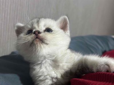 mèo ANL silver cái có giảm giá cho bạn nhiệt tình. Mua bán Mèo tại Quận Gò Vấp Tp Hồ Chí Minh được đăng bởi An