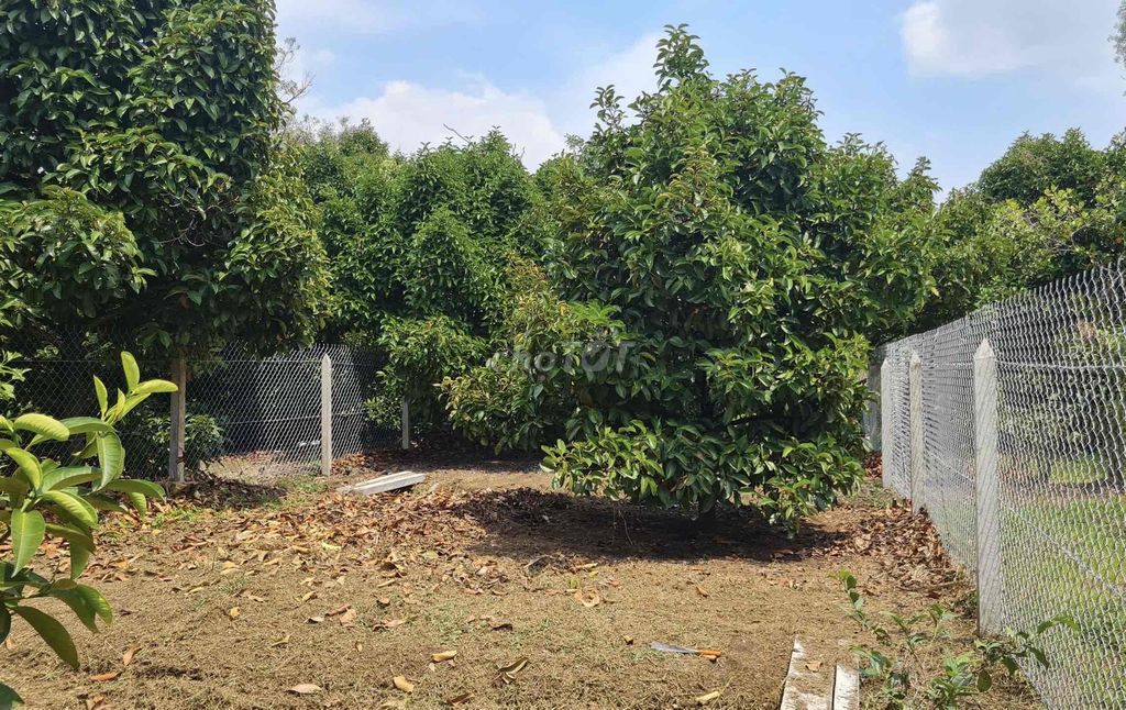 vườn măng cụt đang thu nhập có sẵn thỗ cư xây nhà thoải mái. Mua bán đất tại Thị xã Bến Cát Bình Dương được đăng bởi nguyễn ngân hình 1
