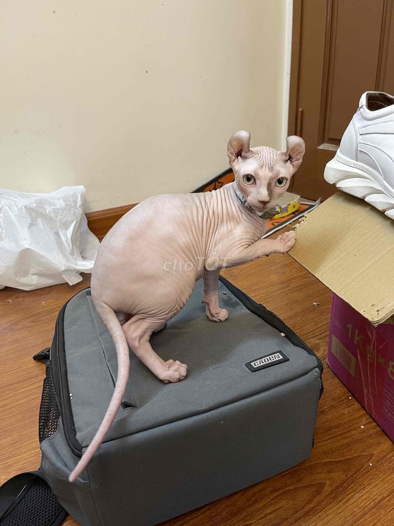 2 bé mèo sphynx cá siêu hạt rẻ