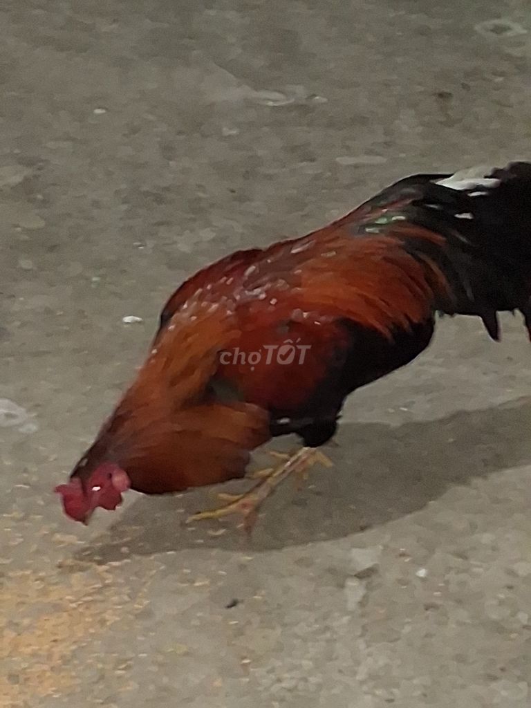 Gà ta thả vườn. Mua bán Gà tại Huyện Châu Thành Kiên Giang được đăng bởi Phúc Em hình 1