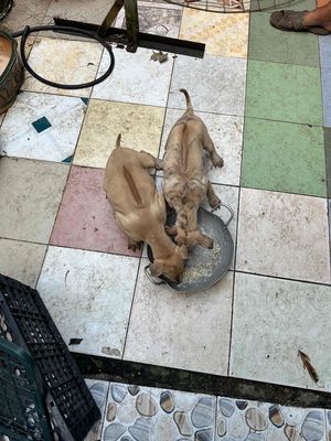 hai e phú quốc con màu vàng chanh chuẩn