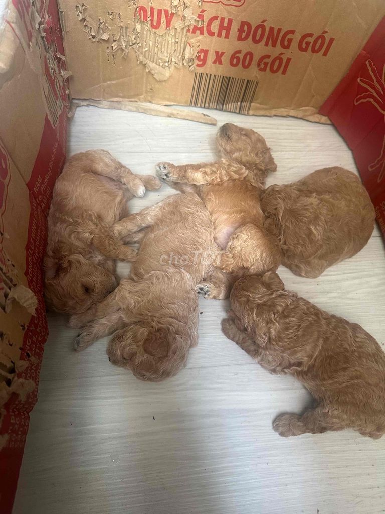 Chó Poodle Nâu đỏ 1 tháng Lông xoăn. Mua bán Chó tại Quận 12 Tp Hồ Chí Minh được đăng bởi Huệ Vũ hình 1