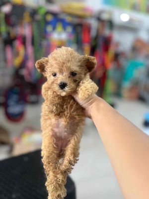 poodle teacup tai gấu