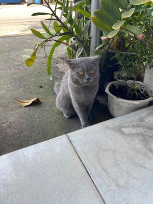 Đực 1 tuổi chưa triệt. Mua bán Mèo tại Thị xã Bến Cát Bình Dương được đăng bởi Diem Phúc