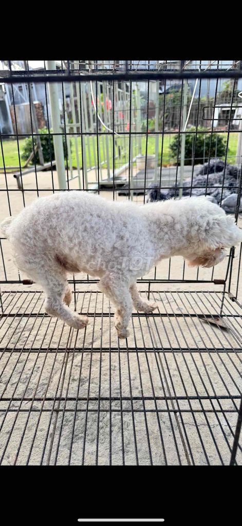 Poodle đực trắng